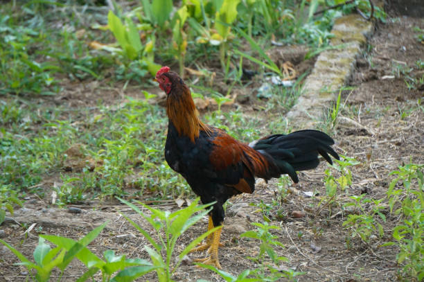istock Local breed chicken or in Indonesia it is called 