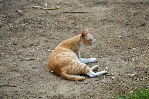 A cute and adorable domestic cat from Indonesia