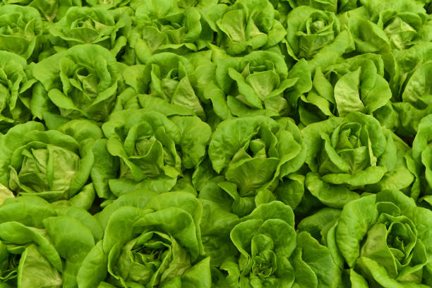 chou vert dans une serre chinoise - green cabbage photos et images de collection