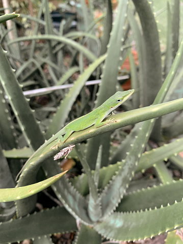 Green Gecko on a Green Aloe Plant in South Florida