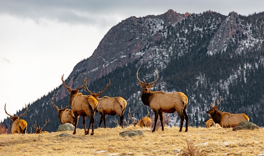Group of Elk walking over hill in the Rocky Mountain National Park in Estes Park, Colorado