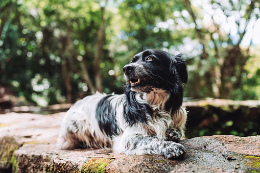 Dog outdoors