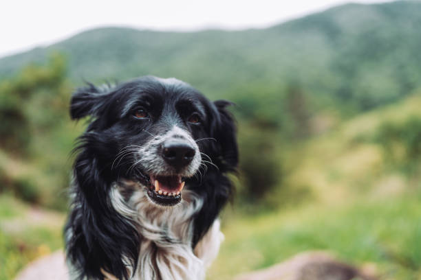 Dog outdoors