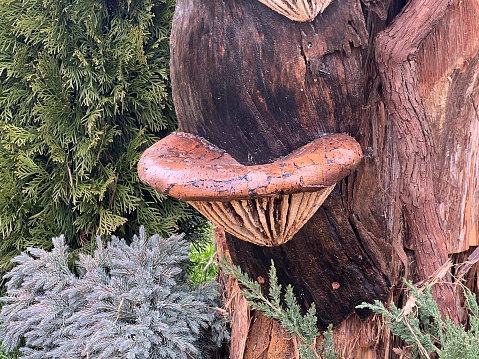 Mushroom on a tree trunk in a park area