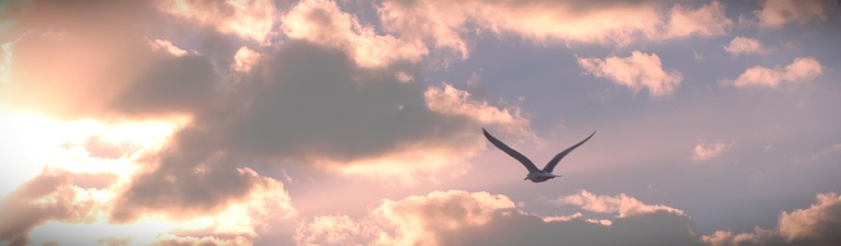 A seagull flying in the Livorno sky