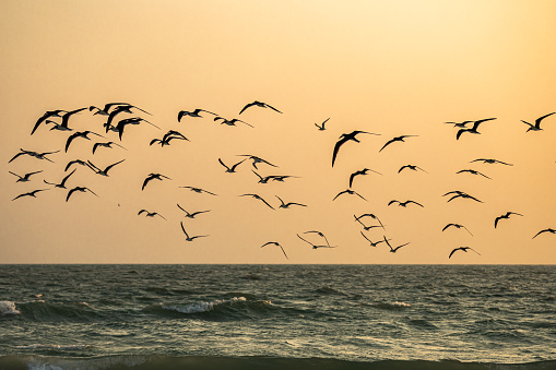 Black Skimmers silhouettes feeding at sunset on the gulf shore of Florida