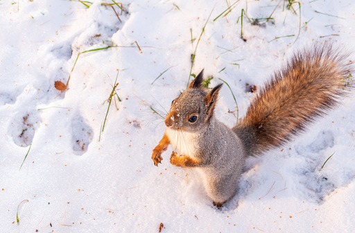 The squirrel funny standing on its hind legs on the white snow. Eurasian red squirrel, Sciurus vulgaris