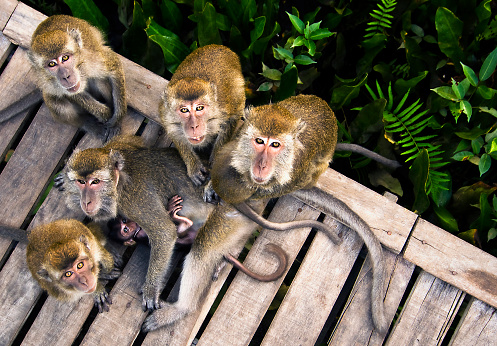 Wild pig-tailed macaque in the tropical paradise of Da Nang, Vietnam in Southeast Asia.