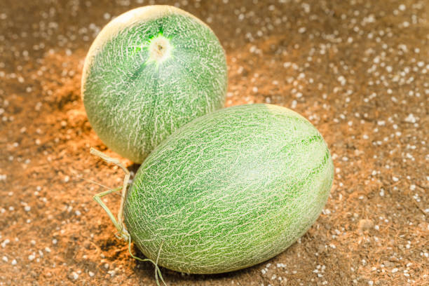 Cantaloupe on the field