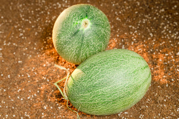 istock Cantaloupe on the field 1888721732