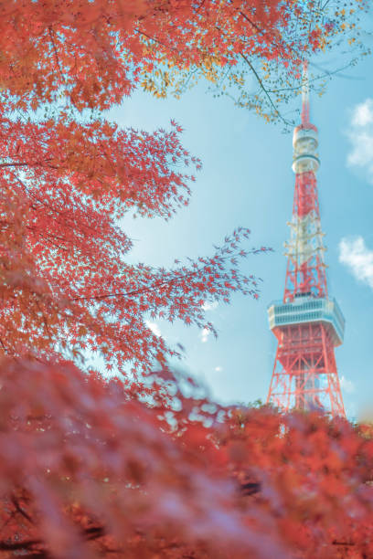 istock Autumn Blush: Tokyo Tower Amidst Maple Foliage 1888767232