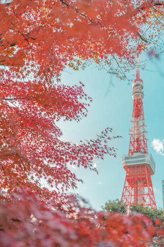 This image captures the Tokyo Tower rising majestically above a blaze of autumnal maple leaves in Tokyo, Japan. The shot is framed by the fiery red foliage, with the tower's bright red structure complementing the natural colors of the season. The soft blue sky creates a gentle contrast, making the scene feel both vibrant and peaceful. The leaves are in sharp focus at the top, gradually blurring towards the bottom of the frame, directing the viewer's gaze upward to the iconic landmark. The beauty of fall in Tokyo is encapsulated in this single frame, merging the city's modern achievements with the timeless elegance of nature's seasonal display.