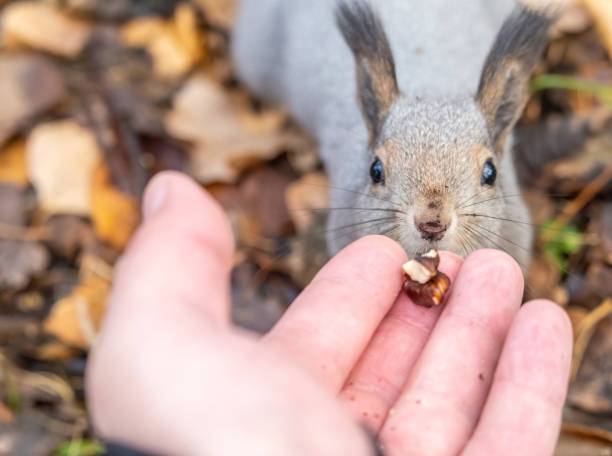 istock A squirrel in the autumn eats nuts from a human hand. Eurasian red squirrel, Sciurus vulgaris 1888768220