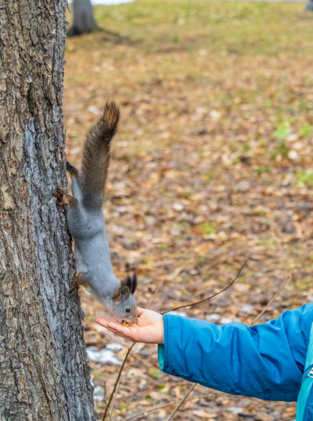 istock The boy feeds a squirrel with nuts from a hand in the wood 1888768281