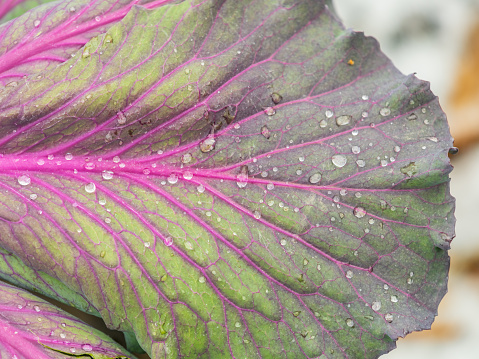 Close up of endless field with green leaves and purple veins of red cabbage plants with water drops after rain. Red cabbage, Brassica oleracea Capitata Group, purple cabbage, red kraut
