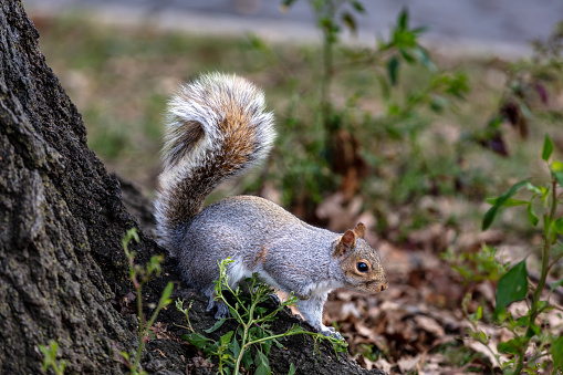 Squirrel in Astoria Park, New York