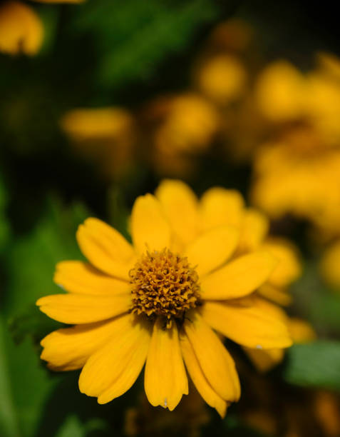 Sulphur cosmos flower stands in focus, with green leaves blurred in bokeh background, a serene botanical scene