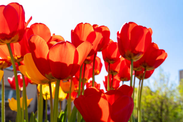 istock Red and yellow tulips with blue sky 1888807136
