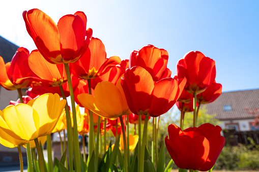 Red and yellow tulips with blue sunny sky in the park