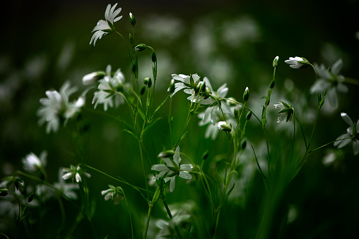 A captivating image of white blooms growing against a dark backdrop of green stems