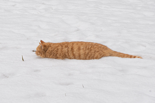 Cat hunting in the snow, orange cat catching mice and birds