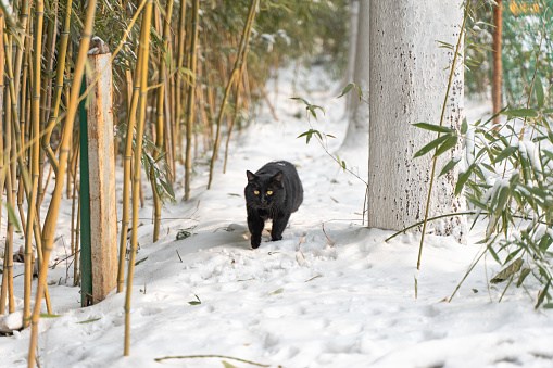 Black cat in the snow walking on snow to hunt