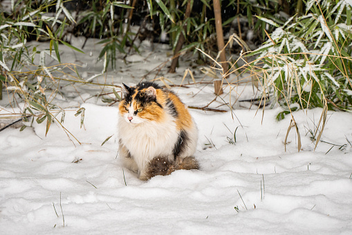 calico cat stray cat snowing in winter