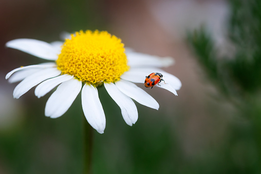 Set with beautiful ladybugs on white background