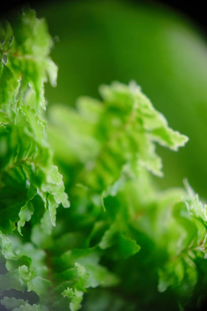 flauschige rüschenfarn oder nephrolepis exaltata-pflanze nahaufnahme, selektiver fokus. - fern leaf plant close up stock-fotos und bilder