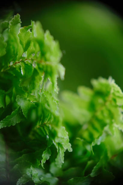 flauschige rüschenfarn oder nephrolepis exaltata-pflanze nahaufnahme, selektiver fokus. - fern leaf plant close up stock-fotos und bilder