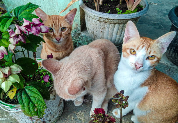 istock Two cats stare on one cat looked down 1888873862