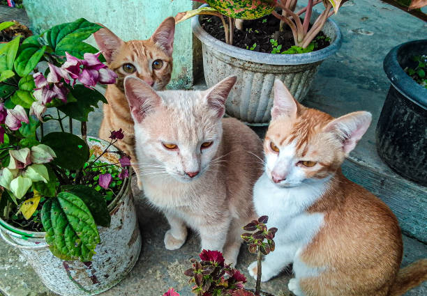 istock Three adult cats sitting together 1888876445