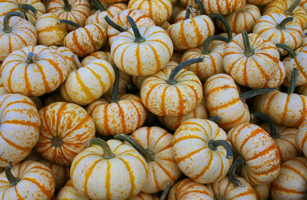 istock Valley Pumpkins in variety 1 1888887785