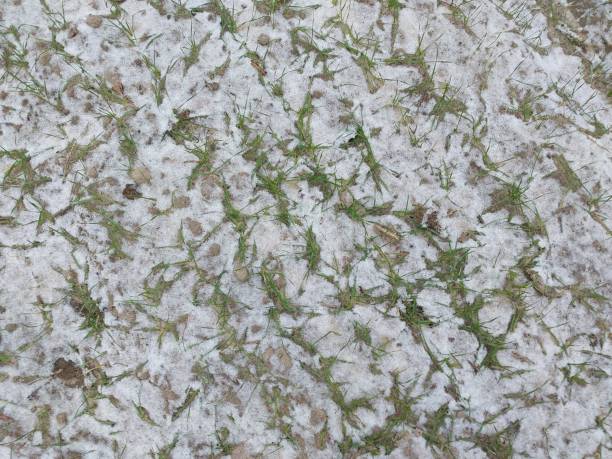 istock Snow fell on an agricultural field 1888910044