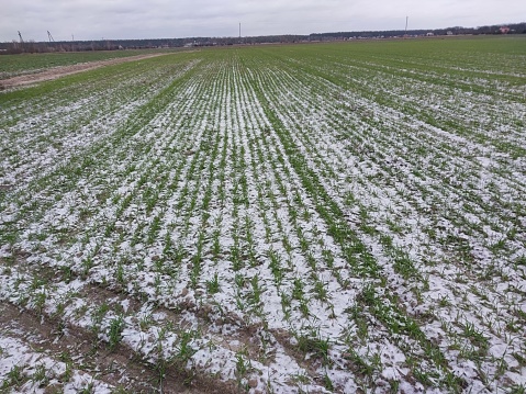 Small business farm in winter. Frozen plowed fields covered with snow.