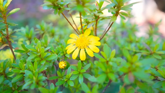 Yellow flowers are blooming in the garden