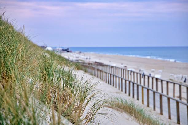 Grass on Sand dune