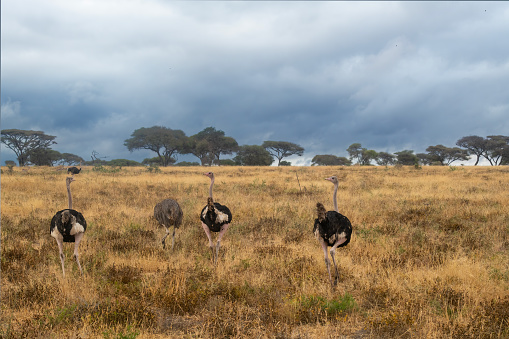 A big group of ostriches males and females in Tarangire National Park with savannah in the background – Tanzania