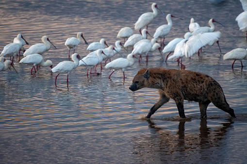 Watch out – A spotted hyena crossing a pool with a group of white hibis very close by - Nakuro Lake - Kenya