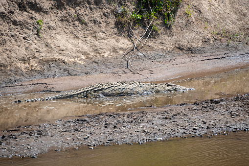 a large nile crocodile on the banks of the mara river in the Masai Mara National Park – Kenya
