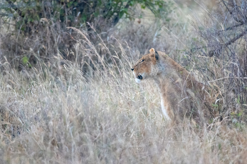 Lioness with prey, Nairobi National Park, Kenya