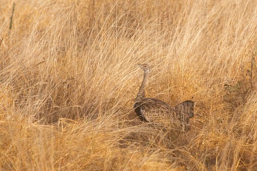 A Hartlaub's bustard camouflaging itself in the beautiful landscape of the African savannah in the Masai Mara National Park – Kenya