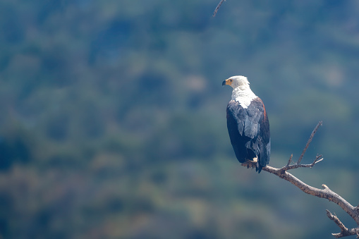An African fish eagle on a tree with a wonderful green background in Lake Manyara national park - Tanzania
