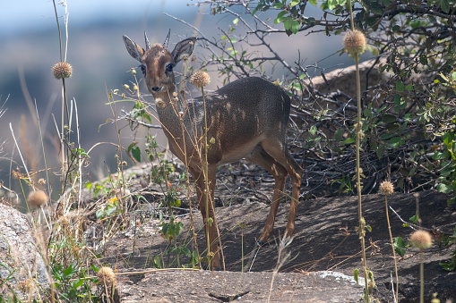 dik-dik set in a forest in the ngorongoro area - tanzania