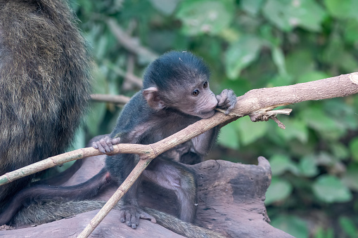 A baby baboon playing with a wooden branch in Manyara National Park with a beautiful blurred background – Tanzania