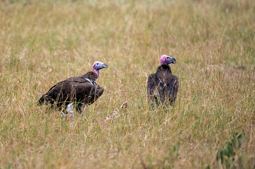 two lap-faced vultures in the Serengeti savannah – Tanzania
