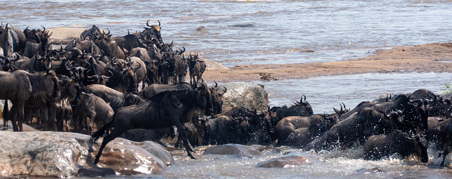 The crossing – a wildebeest diving into the Mara River during the great wildebeest and zebra migration in \nSerengeti National Park – Panoramic view - Tanzania