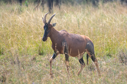 A topi gazelle immersed in the beautiful landscape of the African savannah in the Serengeti National Park - Tanzania