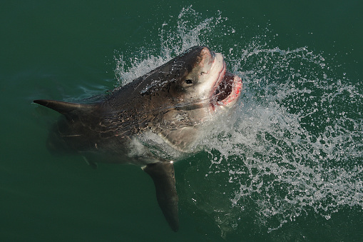great white shark, Carcharodon carcharias, breaching off Gansbaai, South Africa