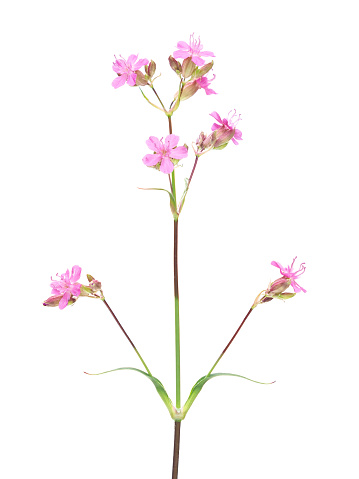 Pink flower of the sticky catchfly or clammy campion plant isolated on white, Silene viscaria